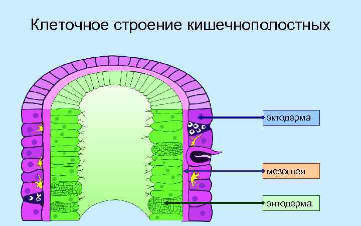 Общий план строения кишечнополостных