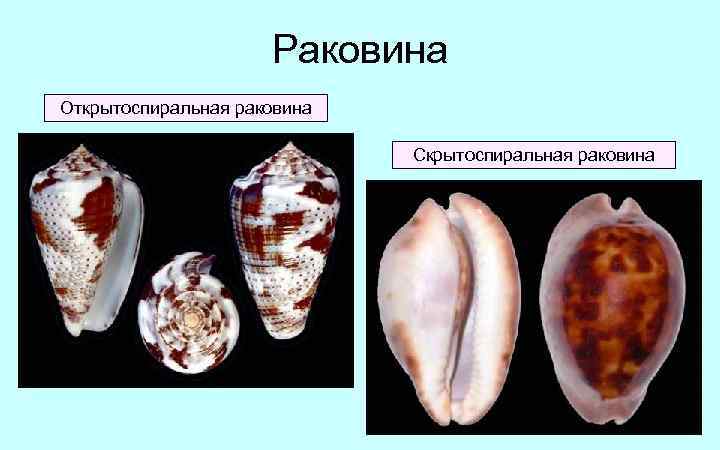 Раковина Открытоспиральная раковина Скрытоспиральная раковина 