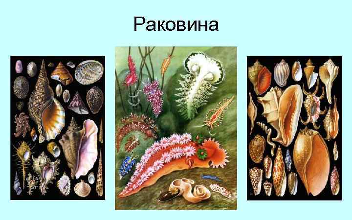 Раковина 