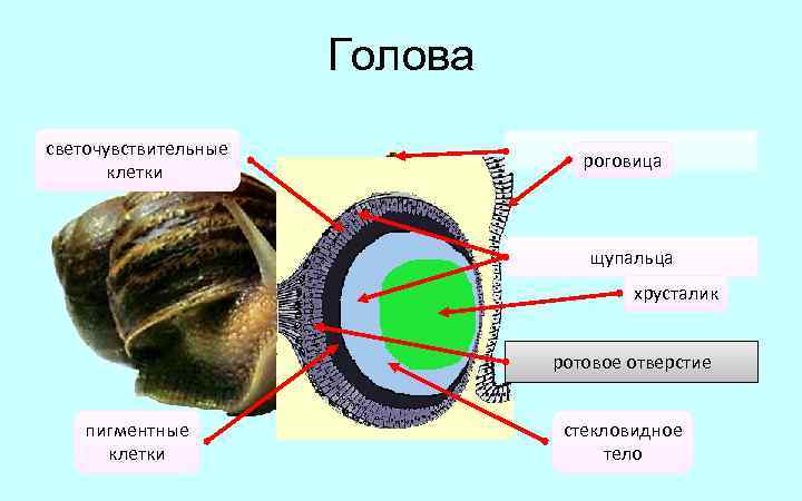 Голова светочувствительные клетки глаза роговица щупальца хрусталик ротовое отверстие пигментные клетки стекловидное тело 