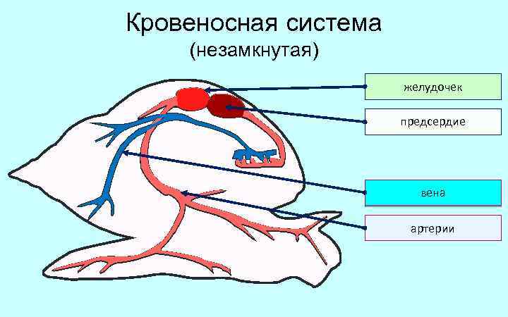 Кровеносная система брюхоногих моллюсков