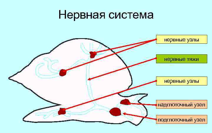 Схема строения нервной системы моллюсков