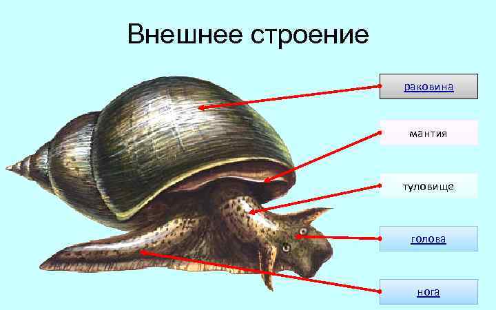 Внешнее строение раковина мантия туловище голова нога 