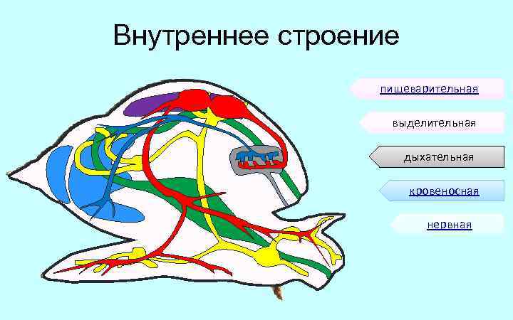 Нервная система брюхоногих моллюсков