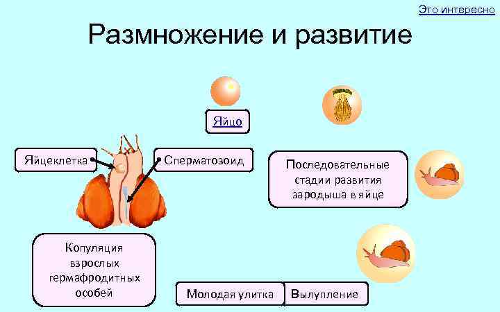 Это интересно Размножение и развитие Яйцо Яйцеклетка Копуляция взрослых гермафродитных особей Сперматозоид Молодая улитка