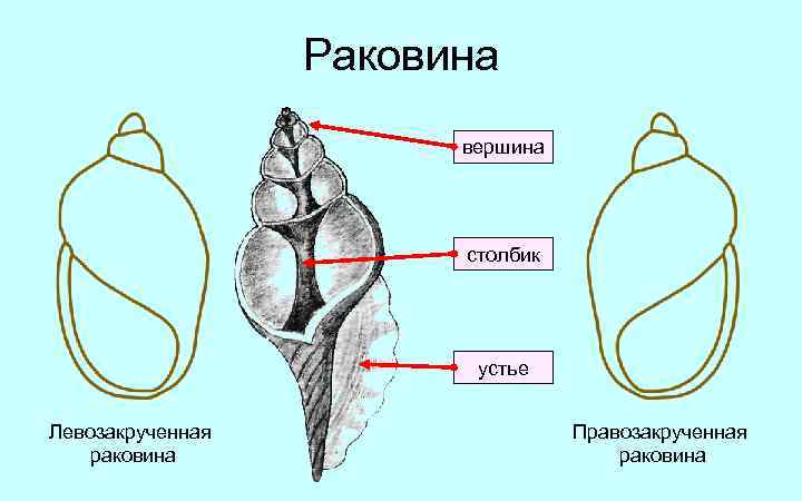 Строение раковины брюхоногих