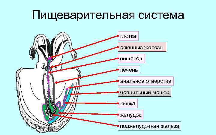 Пищеварительная система глотка слюнные железы пищевод печень анальное отверстие чернильный мешок кишка желудок поджелудочная