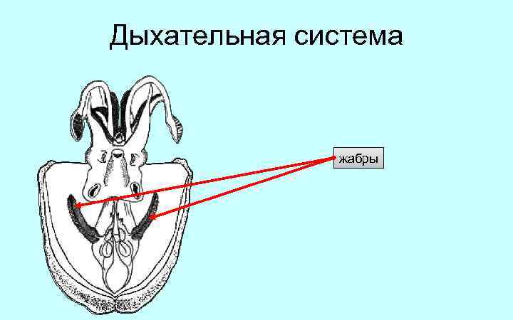 Дыхательная система жабры 