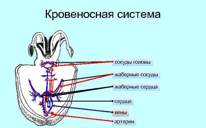 Кровеносная система сосуды головы жаберные сосуды жаберные сердца сердце вены артерии 