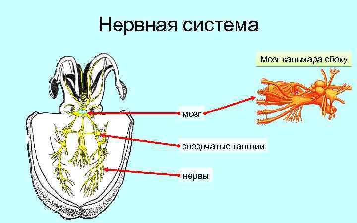 Нервная система Мозг кальмара сбоку мозг звездчатые ганглии нервы 