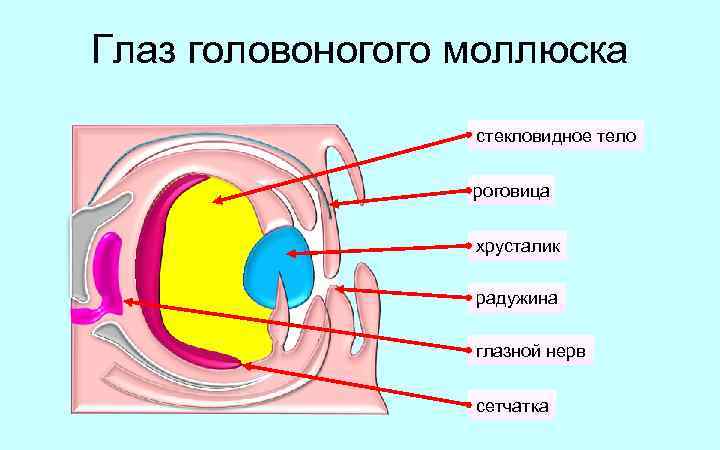 Глаз головоногого моллюска стекловидное тело роговица хрусталик радужина глазной нерв сетчатка 