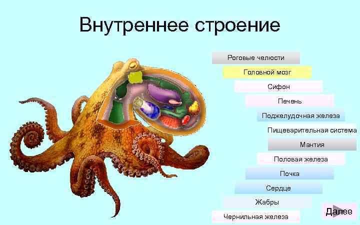 Внутреннее строение Роговые челюсти Головной мозг Сифон Печень Поджелудочная железа Пищеварительная система Мантия Половая
