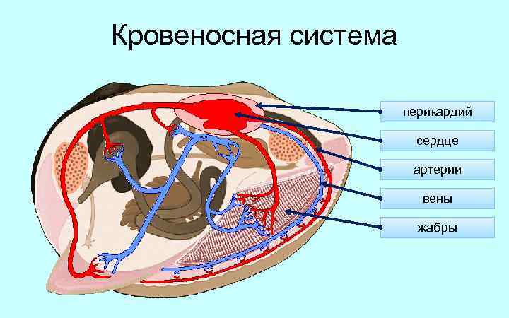 Нервная система двустворчатых моллюсков