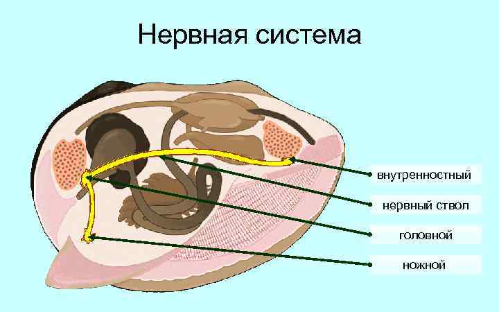 Нервная система внутренностный нервный ствол головной ножной 