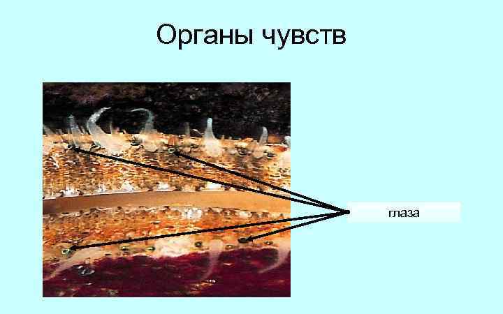 Органы чувств глаза 