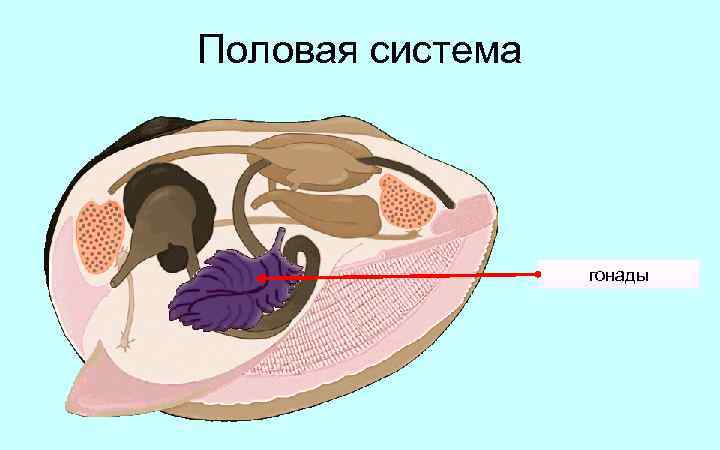 Половая система гонады 