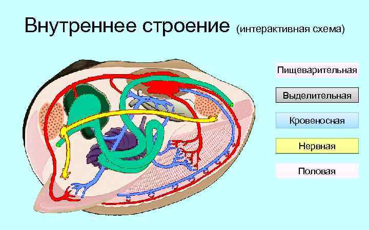 Внутреннее строение (интерактивная схема) Пищеварительная Выделительная Кровеносная Нервная Половая 