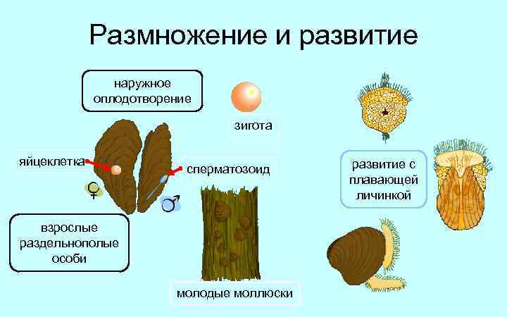 Плоский раздельнополые животные