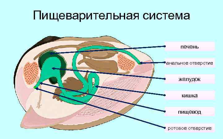 Системы двустворчатых моллюсков