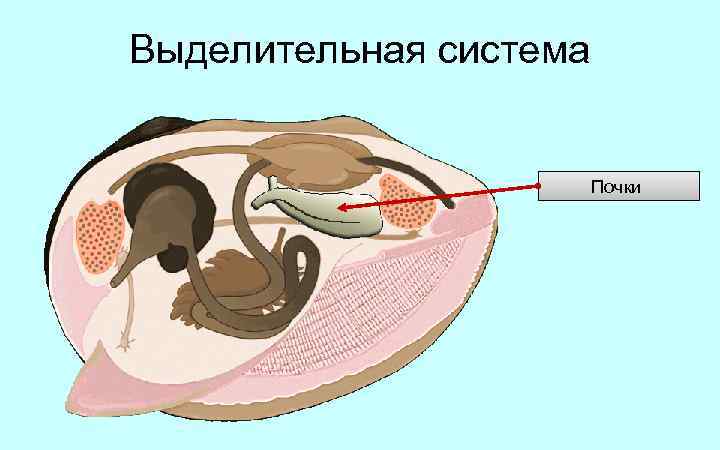 Нервная двустворчатых моллюсков. Моллюски двустворчатые выделительная. Беззубка строение выделительной системы. Выделительная система двустворчатых. Выделительная система брюхоногих моллюсков.