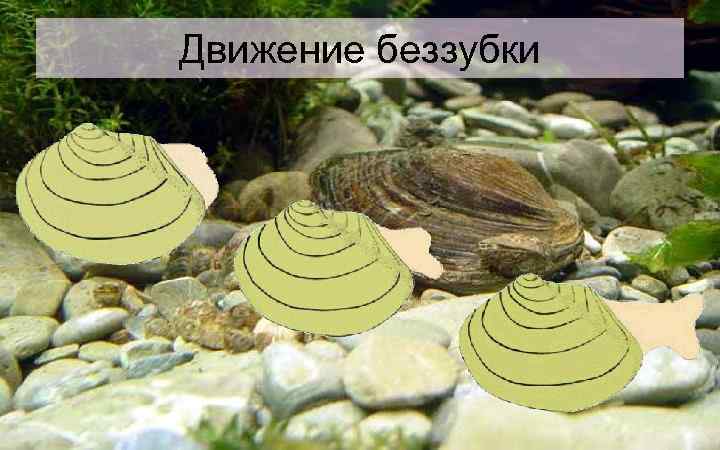 Движение беззубки 