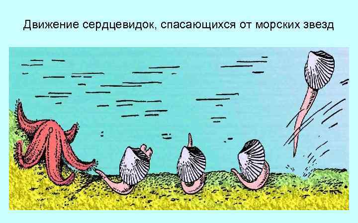 Движение сердцевидок, спасающихся от морских звезд 