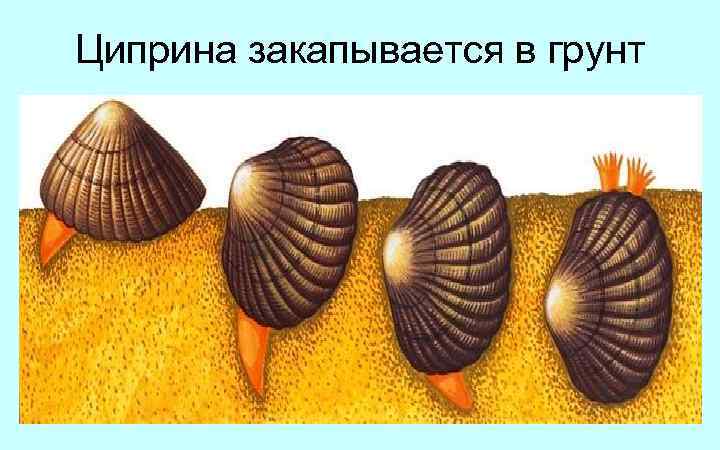 Циприна закапывается в грунт 