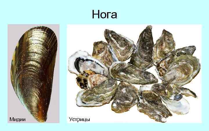 Нога Мидии Устрицы 