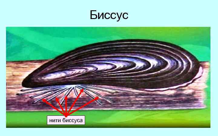 Биссус нити биссуса 