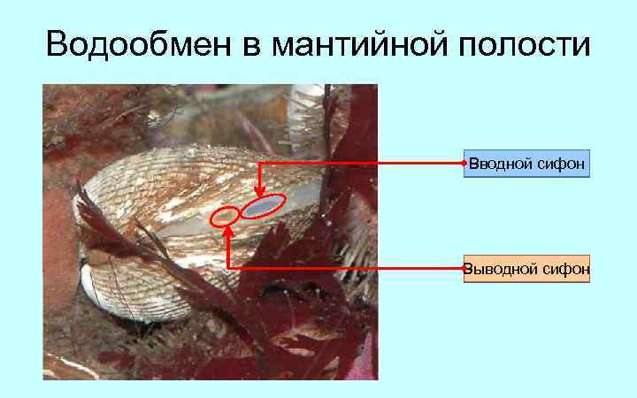 Водообмен в мантийной полости Вводной сифон Выводной сифон 