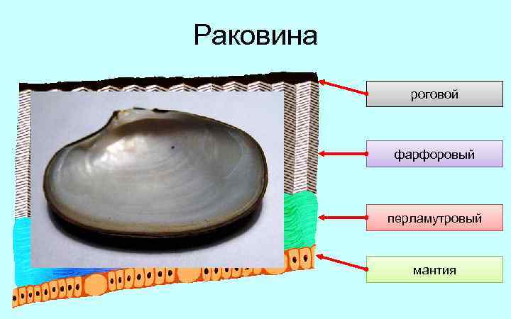 Раковина роговой фарфоровый перламутровый мантия 