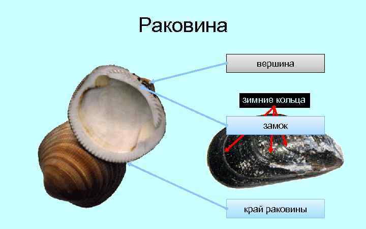Раковина вершина зимние кольца замок край раковины 