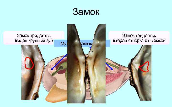 Замок тридонты. Виден крупный зуб Мускулы-замыкатели Замок тридонты. Вторая створка с выемкой 