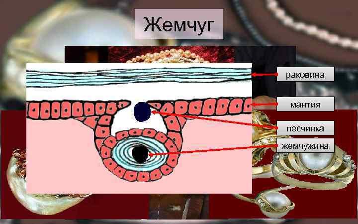 Жемчуг раковина мантия песчинка жемчужина 
