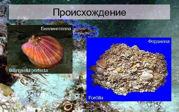 Происхождение Биллингселла Фордилла Billingsella perfecta Fordilla 