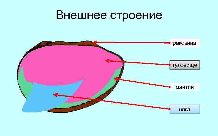 Внешнее строение раковина туловище мантия нога 