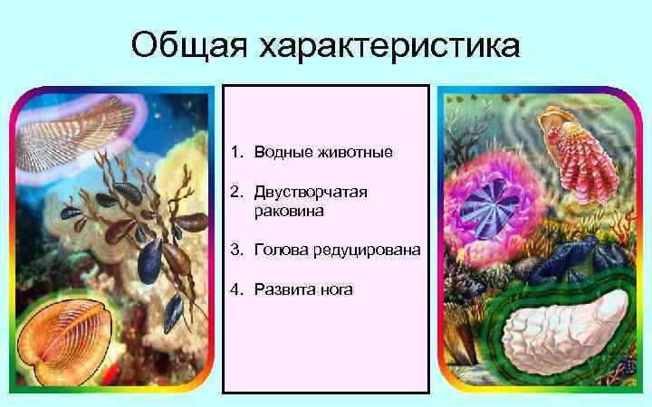 Общая характеристика 1. Водные животные 2. Двустворчатая раковина 3. Голова редуцирована 4. Развита нога