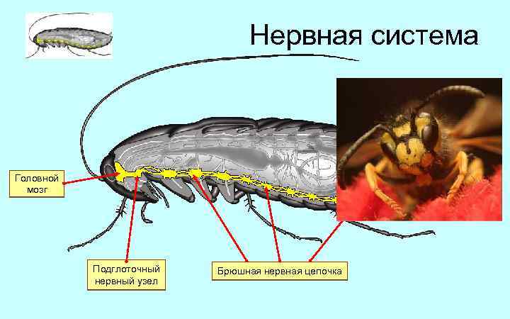 Нервная система Головной мозг Подглоточный нервный узел Брюшная нервная цепочка 