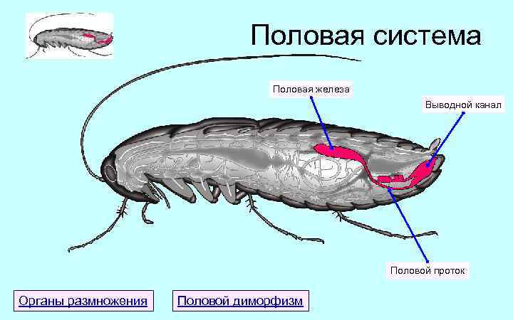 Половая система Половая железа Выводной канал Половой проток Органы размножения Половой диморфизм 