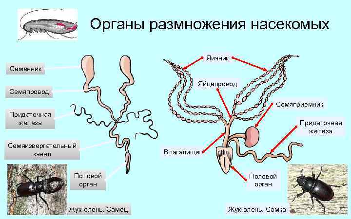 Органы размножения насекомых Яичник Семенник Яйцепровод Семяприемник Придаточная железа Семяизвергательный канал Половой орган Жук-олень.