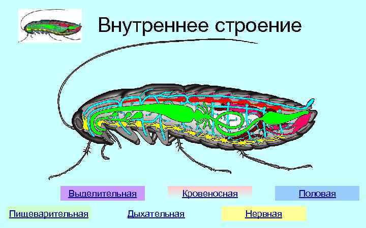 Внутреннее строение Выделительная Пищеварительная Кровеносная Дыхательная Половая Нервная 