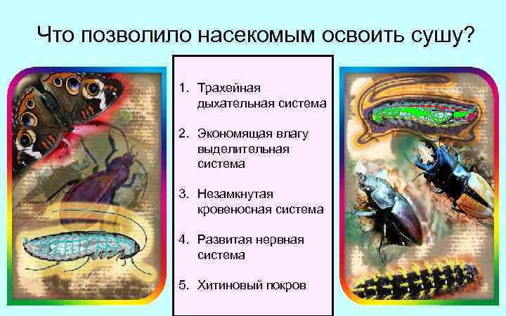 Что позволило насекомым освоить сушу? 1. Трахейная дыхательная система 2. Экономящая влагу выделительная система