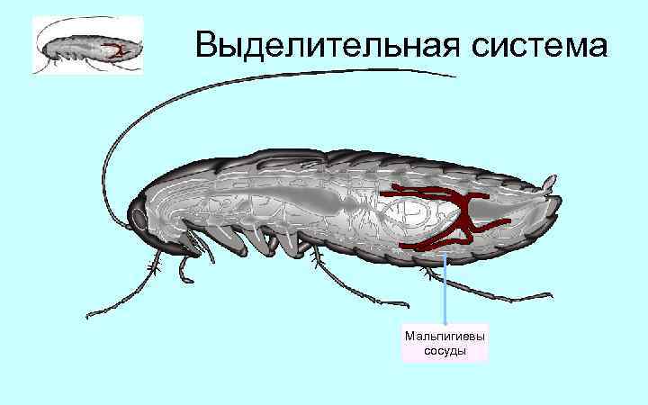 Выделительная система Мальпигиевы сосуды 