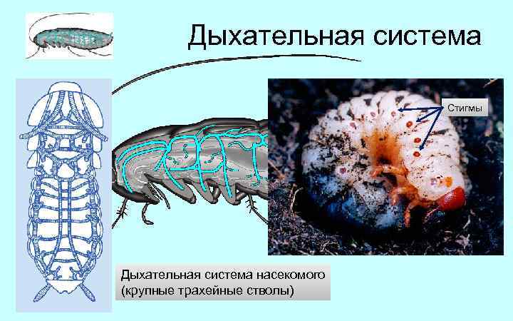 Дыхательная система Стигмы Дыхательная система насекомого (крупные трахейные стволы) 