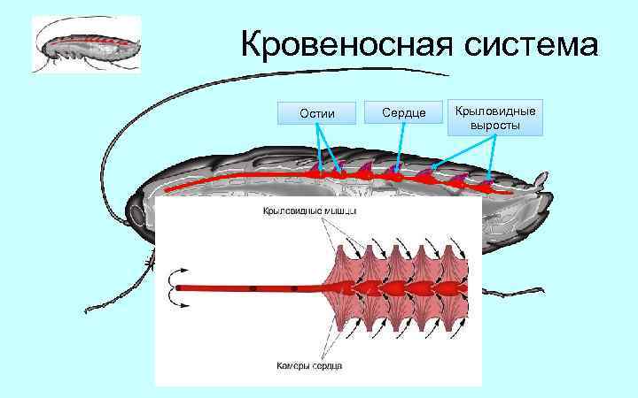 Кровеносная система Остии Сердце Крыловидные выросты 