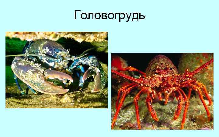 Головогрудь 