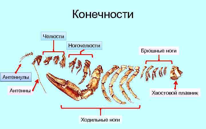 Конечности Челюсти Ногочелюсти Брюшные ноги Антеннулы Антенны Хвостовой плавник Ходильные ноги 