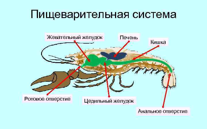 Пищеварительная система Жевательный желудок Ротовое отверстие Печень Кишка Цедильный желудок Анальное отверстие 