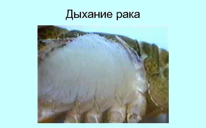 Дыхание рака 