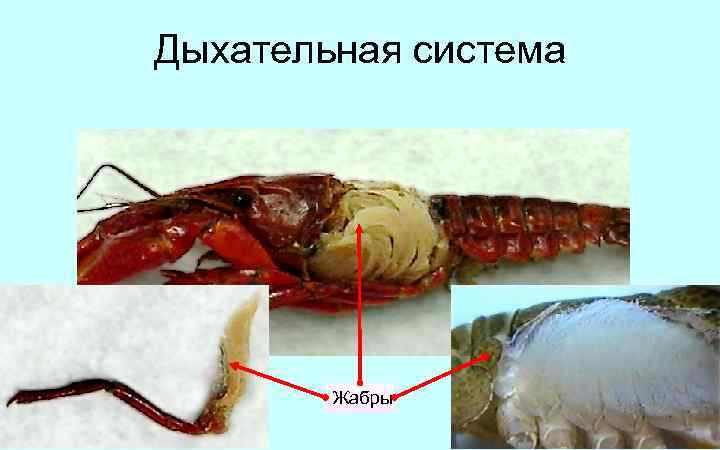 Дыхательная система Жабры 